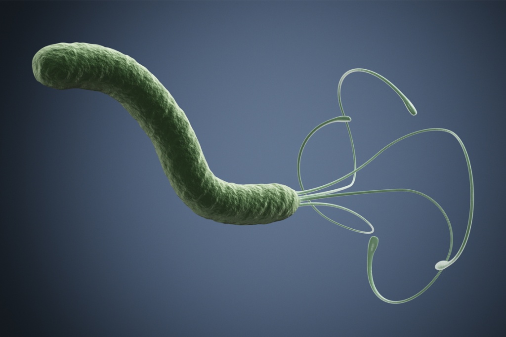 Хеликобактер пилори (Helicobacter pylori) Хеликобактер пилори